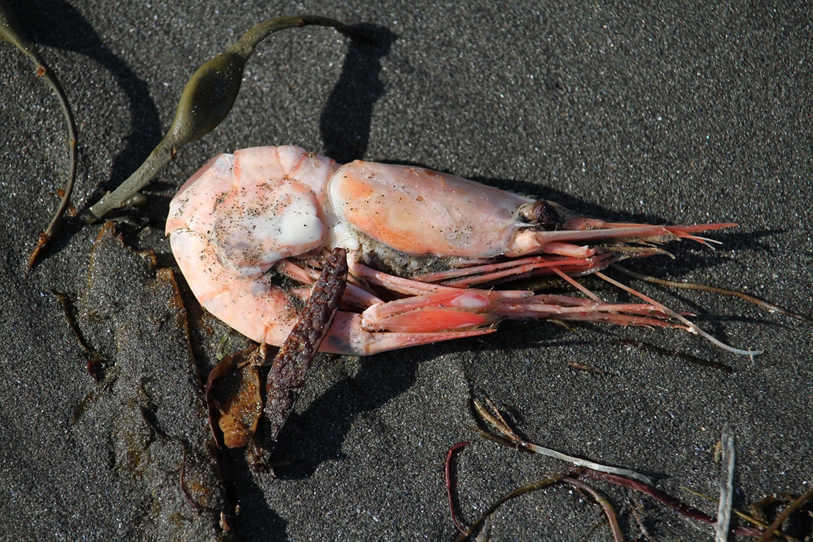 Barry Pottle, Along the Landwash, 2022, digital photograph, 51 x 61 cm, courtesy of the artist