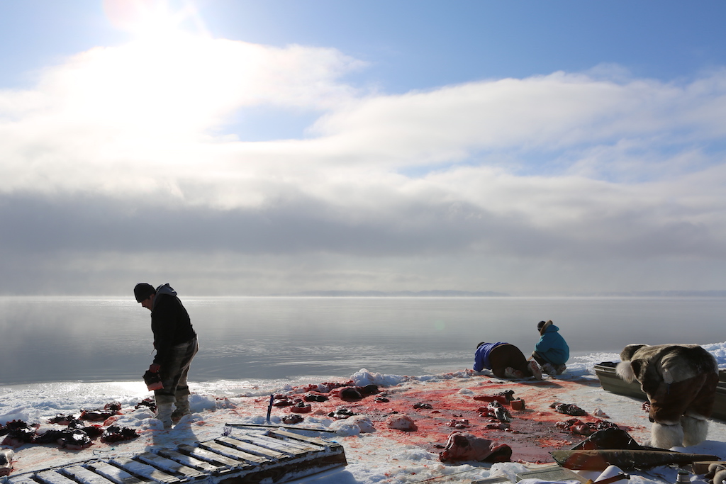 Isuaqtuq, Joannie and Perry Ikkidluak butchering bearded seal