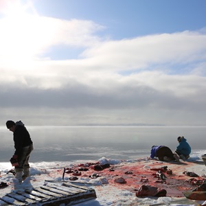Isuaqtuq, Joannie and Perry Ikkidluak butchering bearded seal