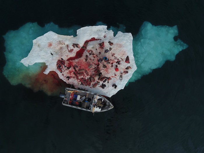 After Cutting Up Two Walruses, Igulik 2016