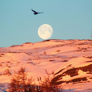 Untitled (eagle) (2023)