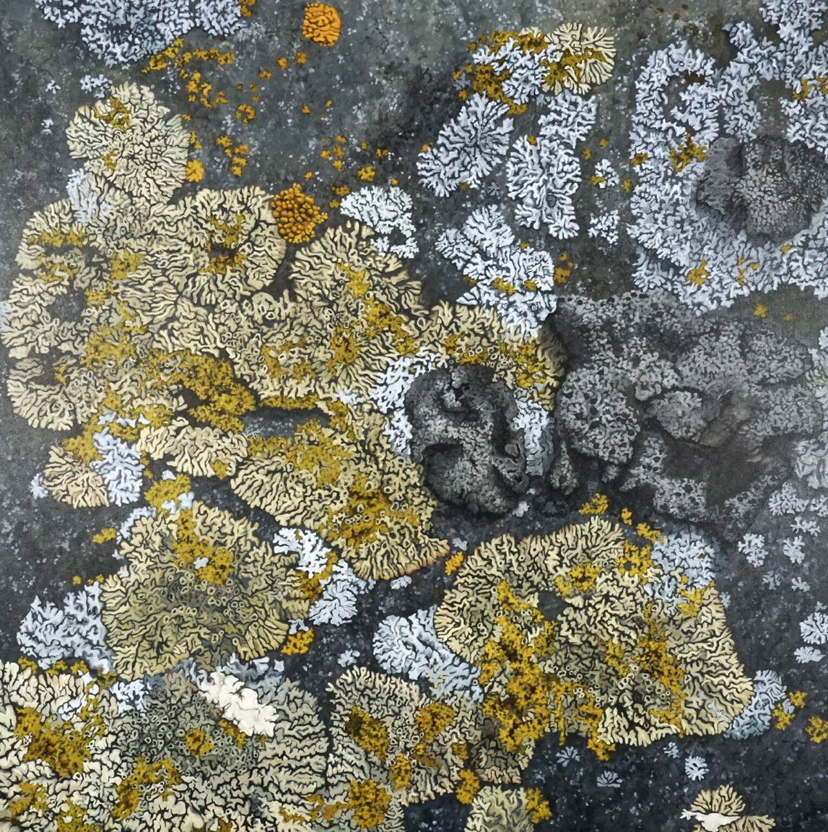 Lichen (Little Duck Island 1) (2023)