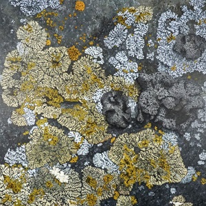 Lichen (Little Duck Island 1) (2023)