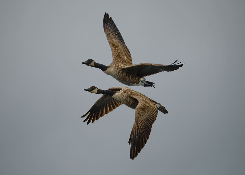 Mirrored Flight (2020)