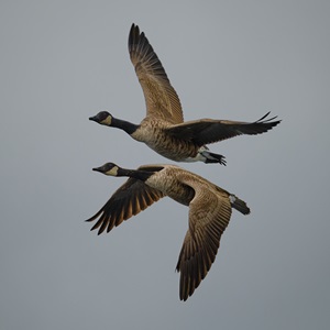 Mirrored Flight (2020)