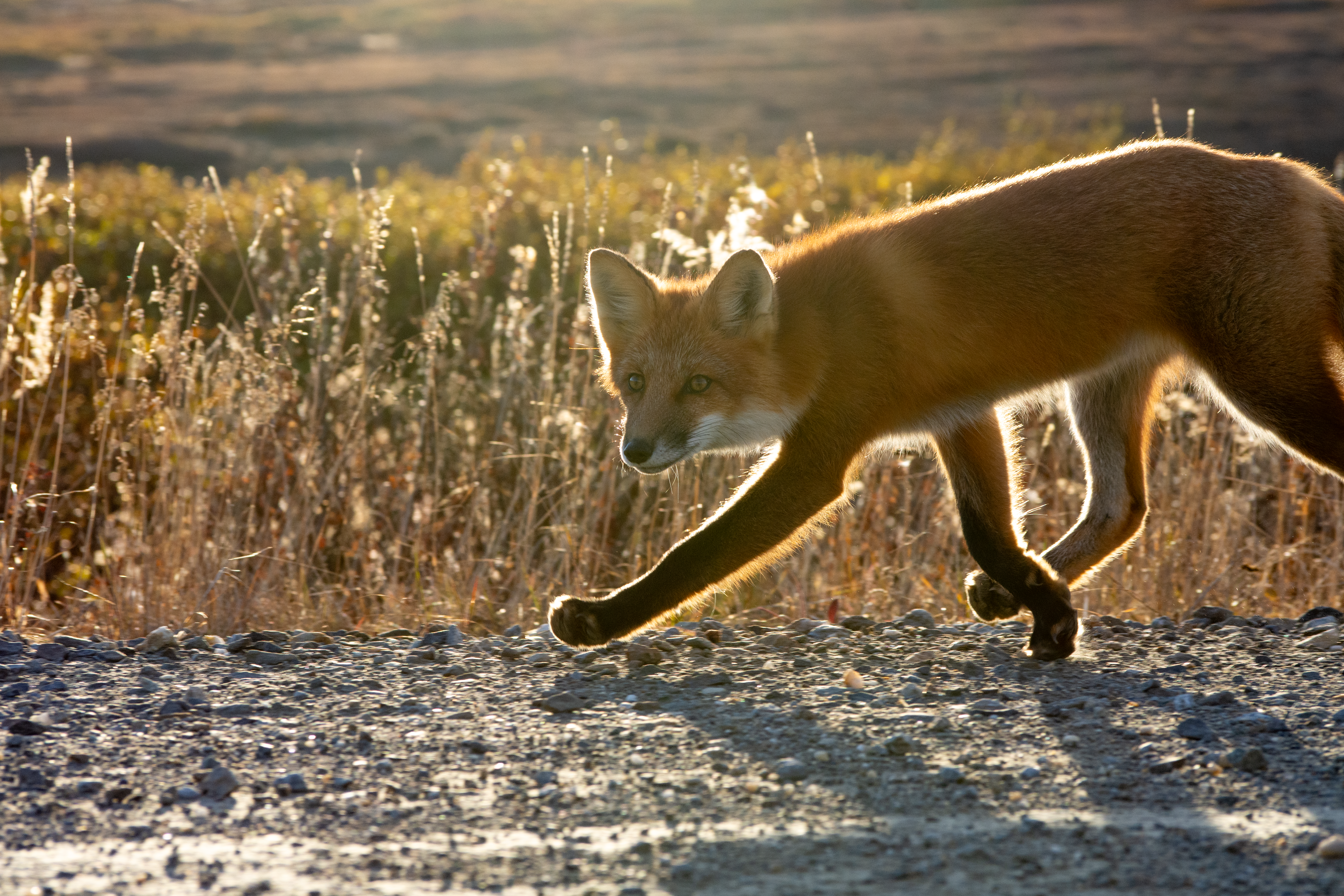 Backlit in Sitnasuaq Sun and Tundra (2025)