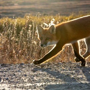 Backlit in Sitnasuaq Sun and Tundra (2025)