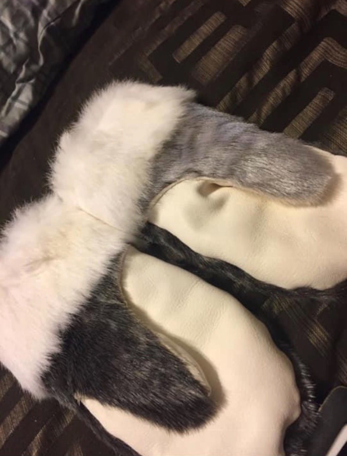 Untitled (Sealskin mitts)