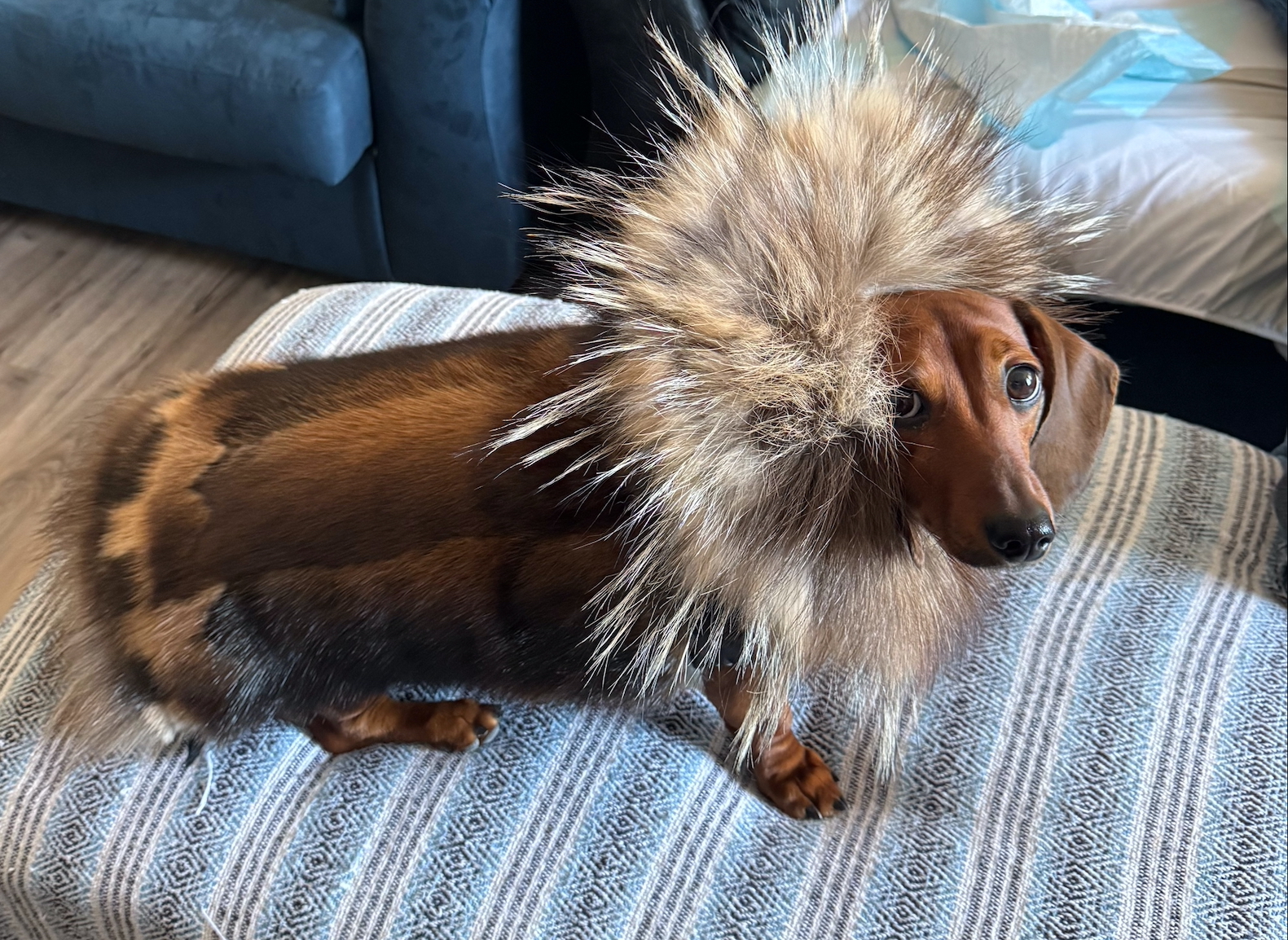 Muskrat parka with wolf sunburst and Wolverine trim (2025)