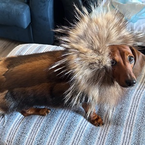 Muskrat parka with wolf sunburst and Wolverine trim (2025)