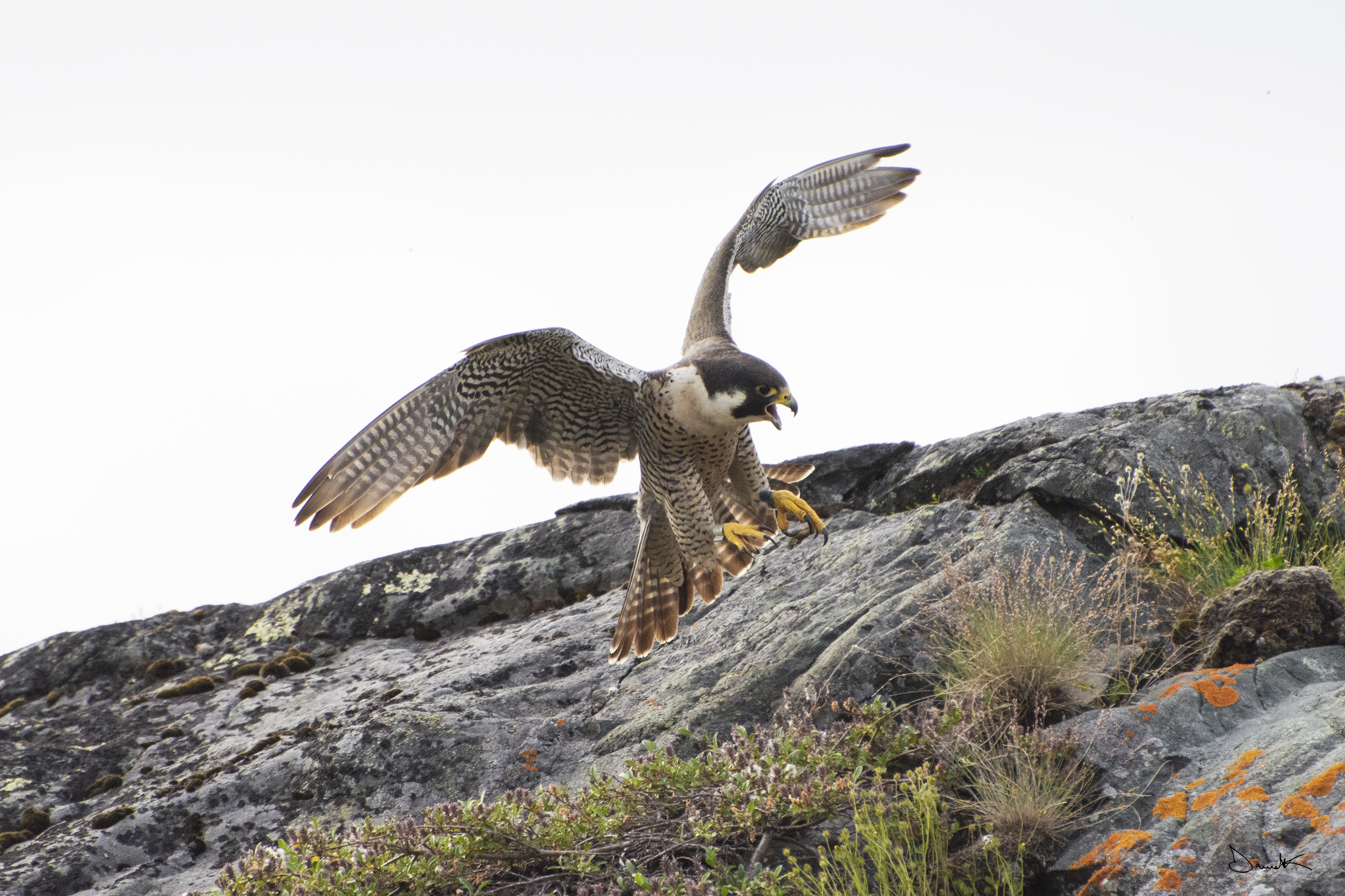 Peregrine Falcon/Kiggaviarjuk (2020)