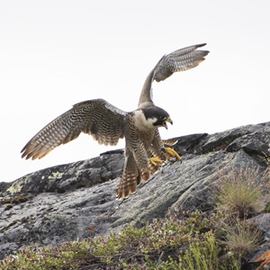 Peregrine Falcon/Kiggaviarjuk (2020)