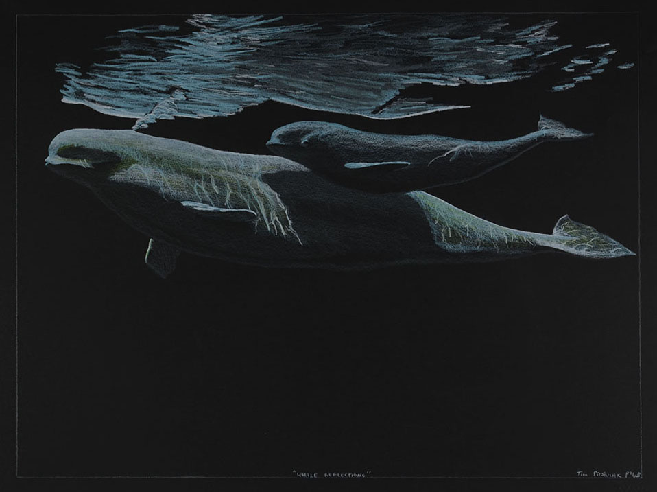 Whale Reflections (2011)