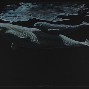 Whale Reflections (2011)