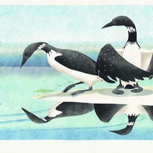 Early Summer Loons (1998)