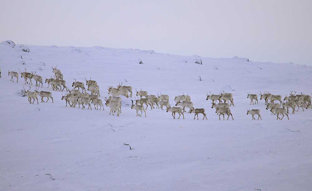 Still from HERD: Inuit Voices on Caribou (2016–22) co-produced by Inez Shiwak