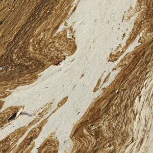 Split Barista (2020)