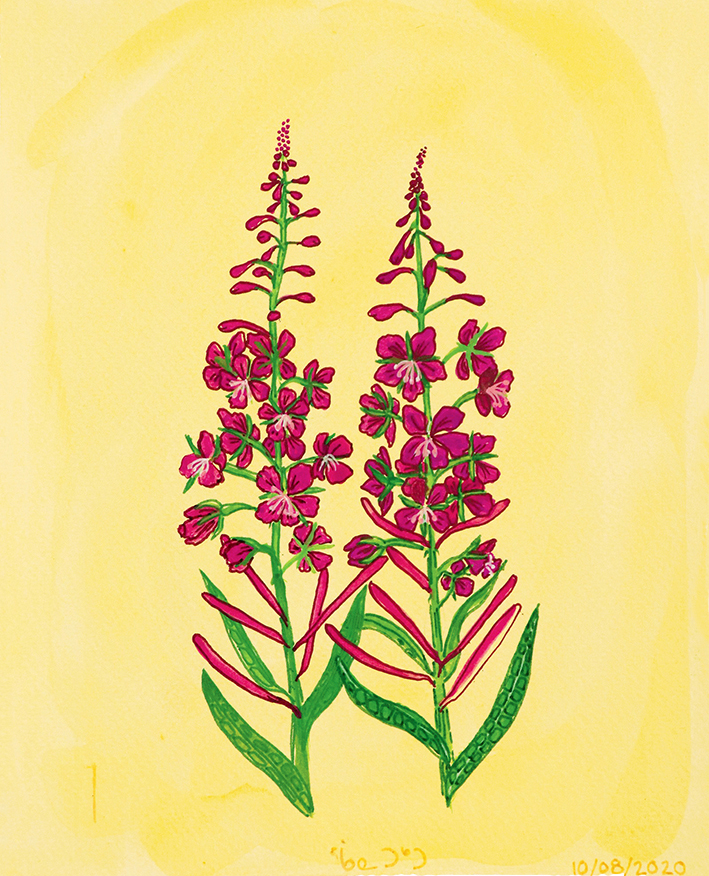 Fireweed (2020)
