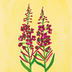 Fireweed (2020)