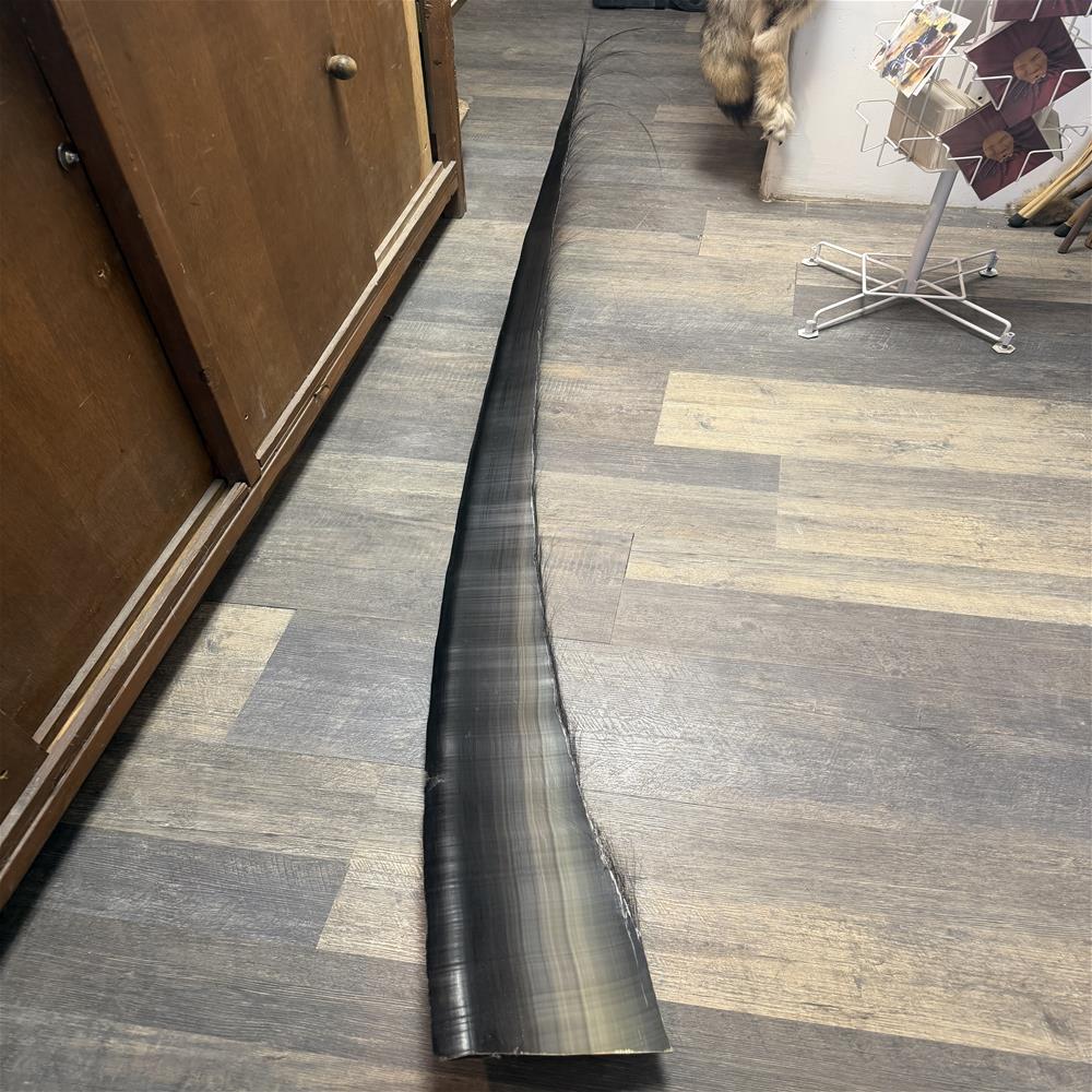 Cleaned baleen LMisakKinneeveauk