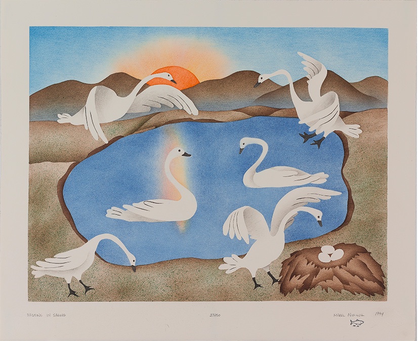 MNigitok_nesting in spring