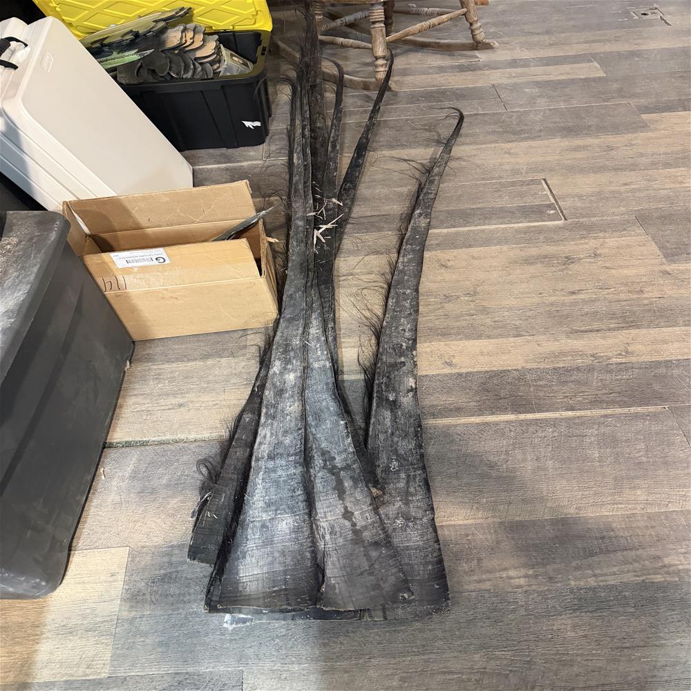 raw baleen LMisakKinneeveauk