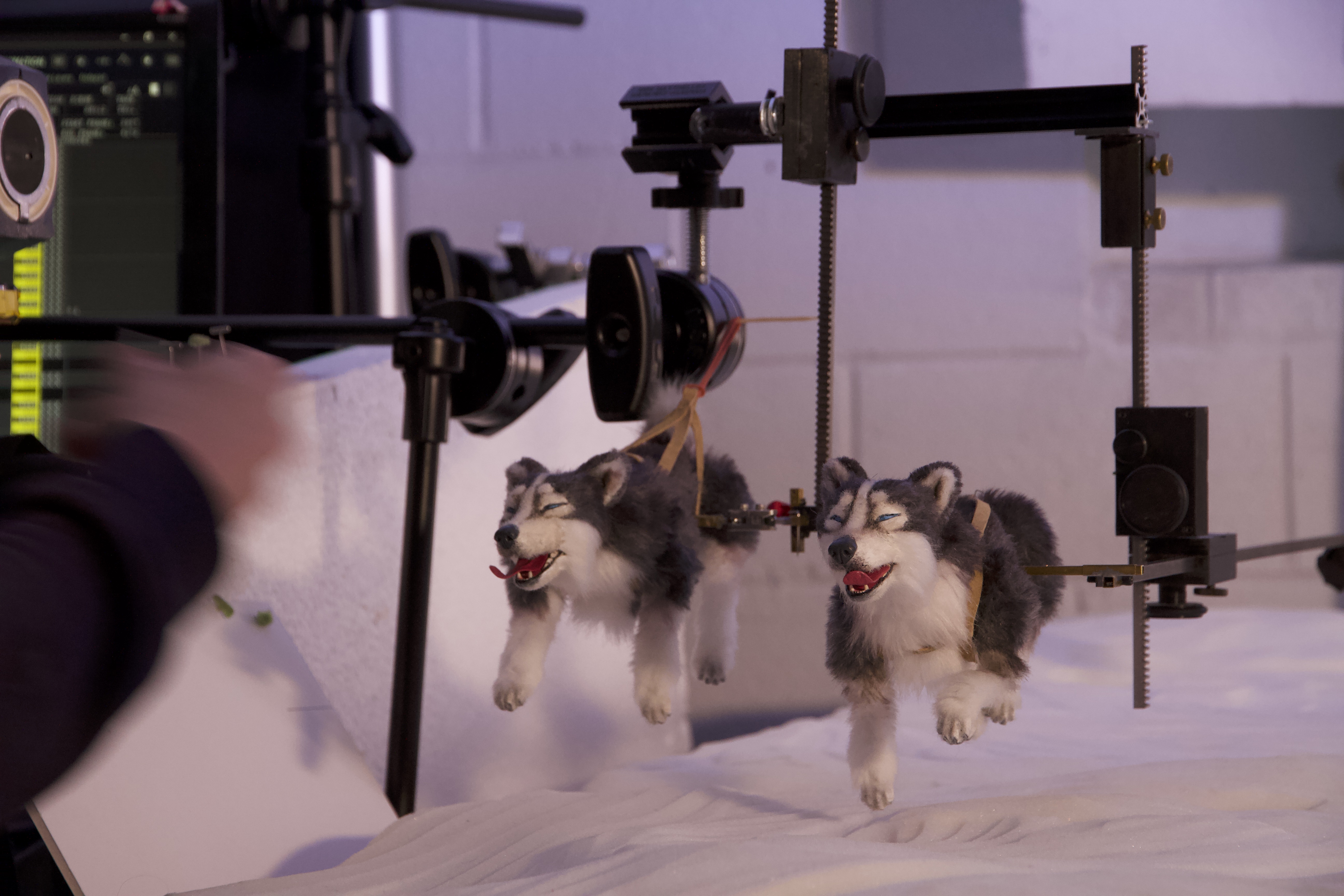 SA_dogs running