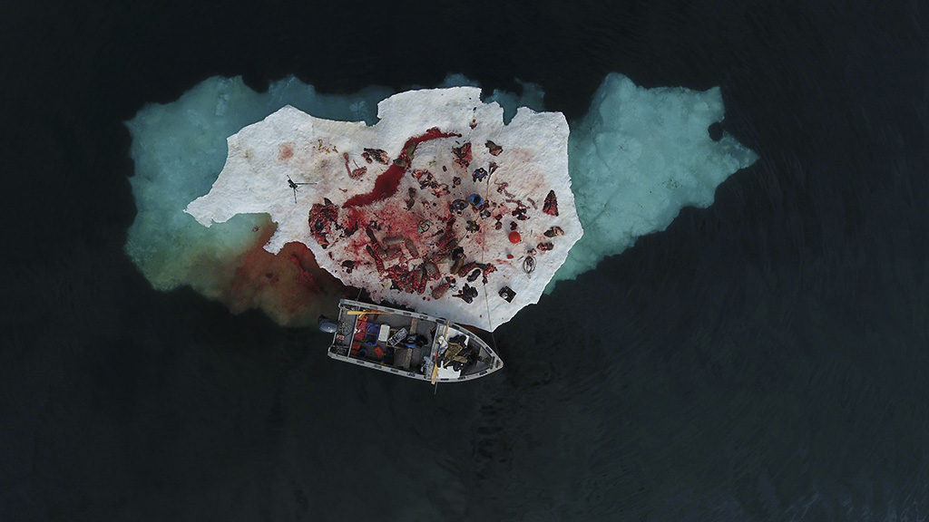 KautukRobertAfterCuttingUpTwoWalrusesIglulik