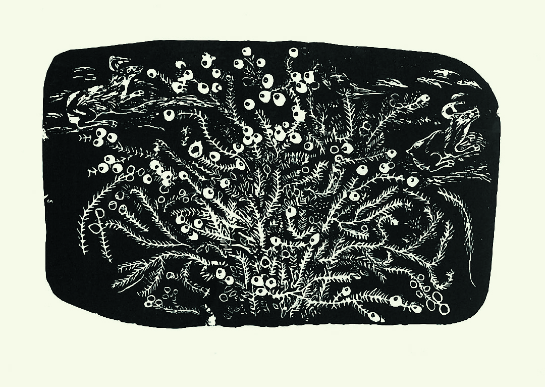 InukpukDanielBlueberriesInInoucdjouac