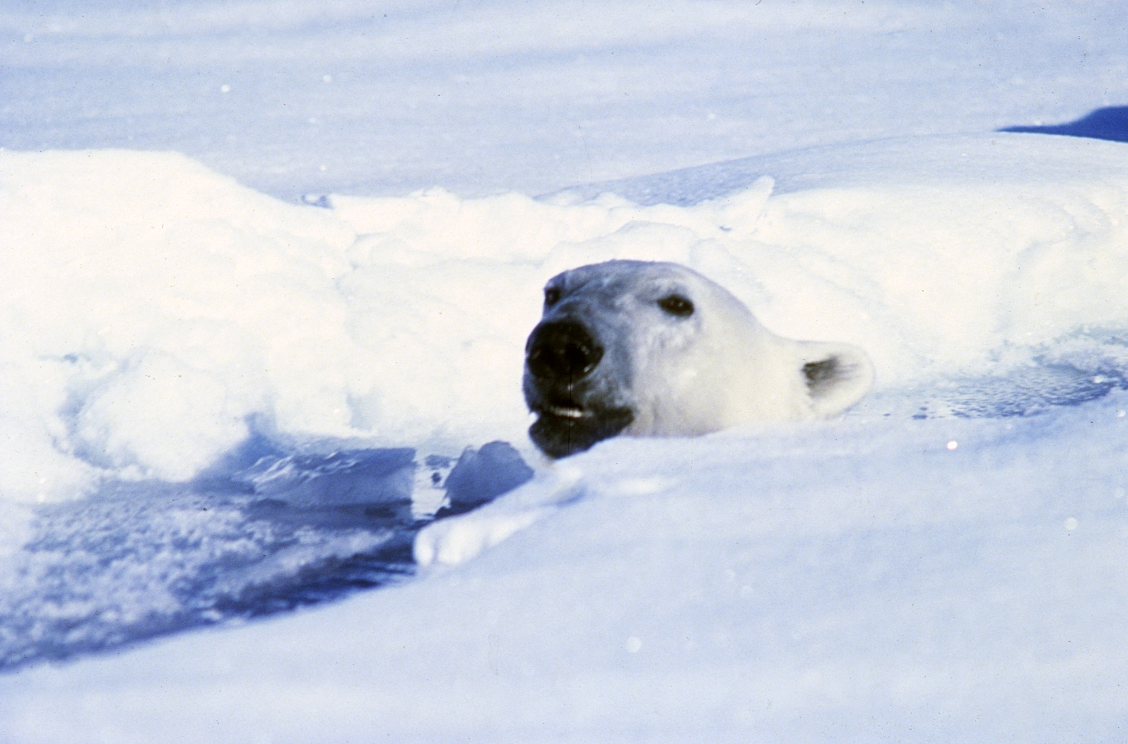 ManningJimmyPolarBearInWater