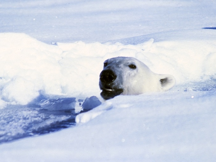 ManningJimmyPolarBearInWater