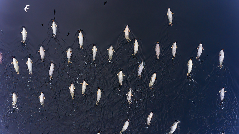 AllenEldredSkullOfHarpSeal