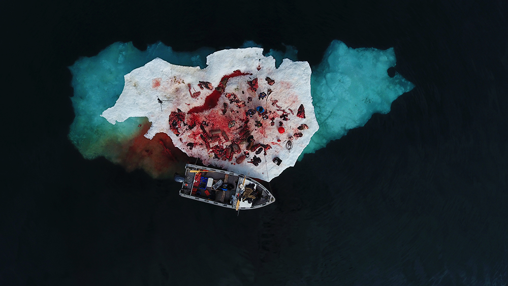 KautukRobertAfterCuttingUpTwoWalrusesIglulik