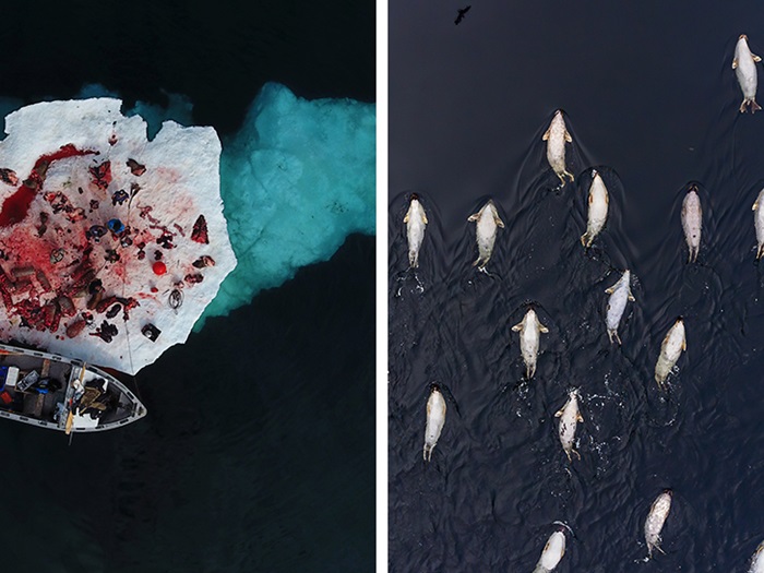 KautukRobertAfterCuttingUpTwoWalrusesIglulikEldredAllenSkullOfHarpSeal