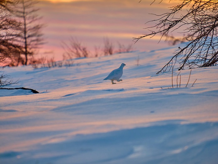 EldredAllenUntitled2020Web