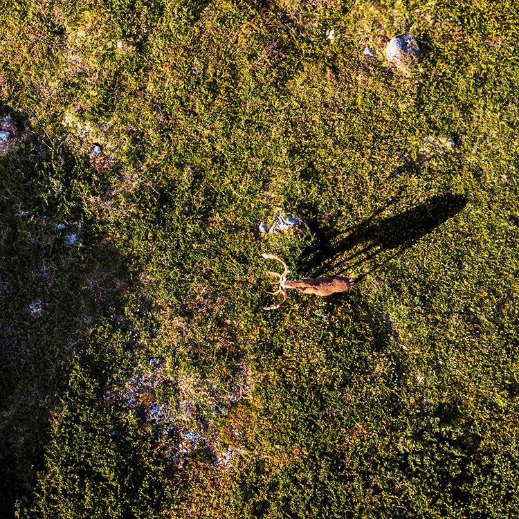 Eldred Allen - Caribou Lost In Shadow