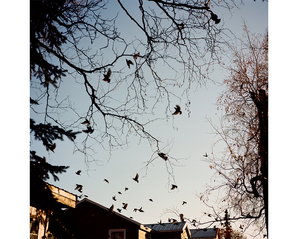 AdamsBrianBirdsOutsideOfTheFrontOfOurHouse