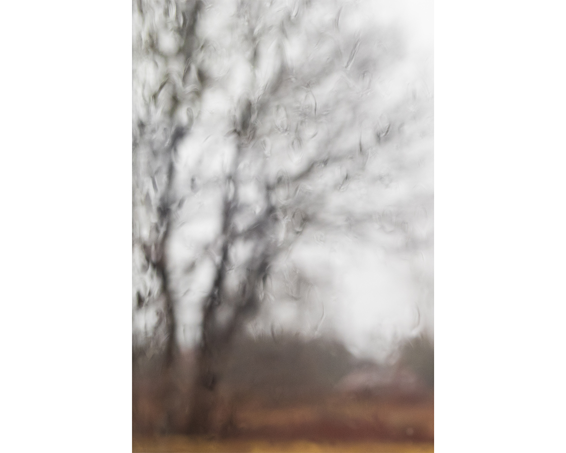 SampsonChrisPMapleTree