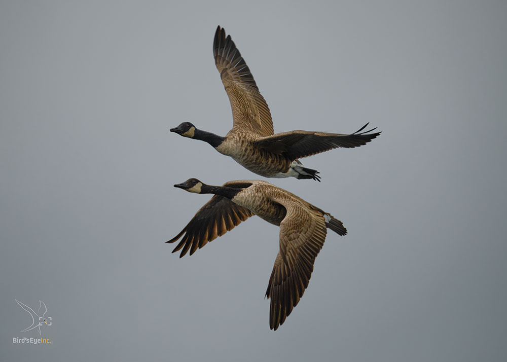 AllenEldredMirroredFlight