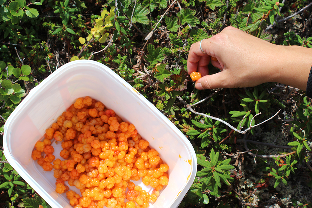 1_AndersenHolly_BakeapplePicking