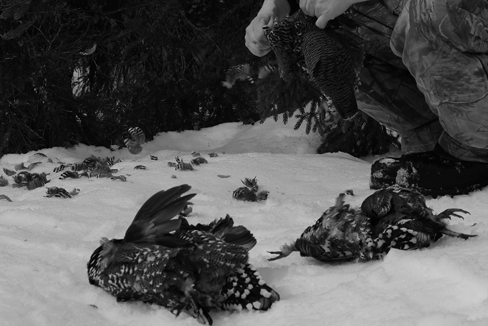 6_AndersenHolly_Feathers