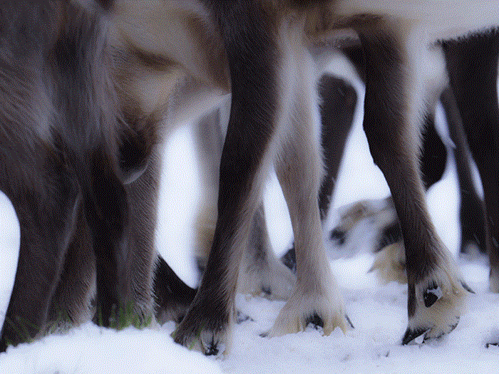 Video still showing reindeer legs in migration in the snow