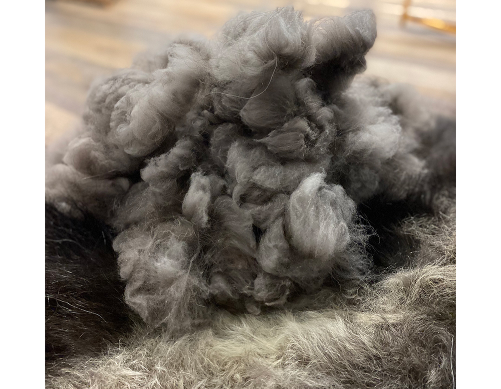 Qiviut on a muskoxen hide