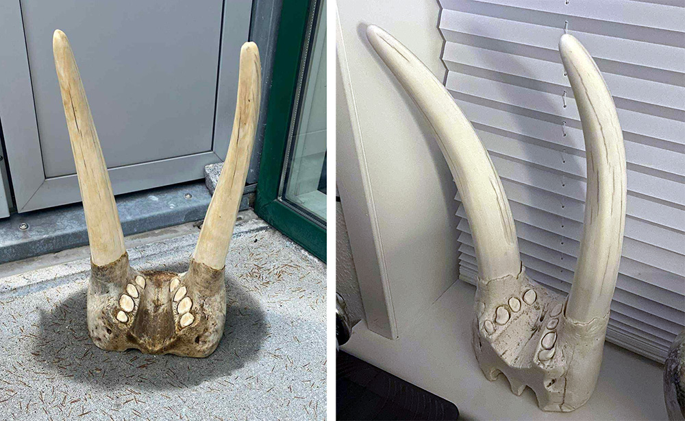 BleachingResultHansPeterTobiassen