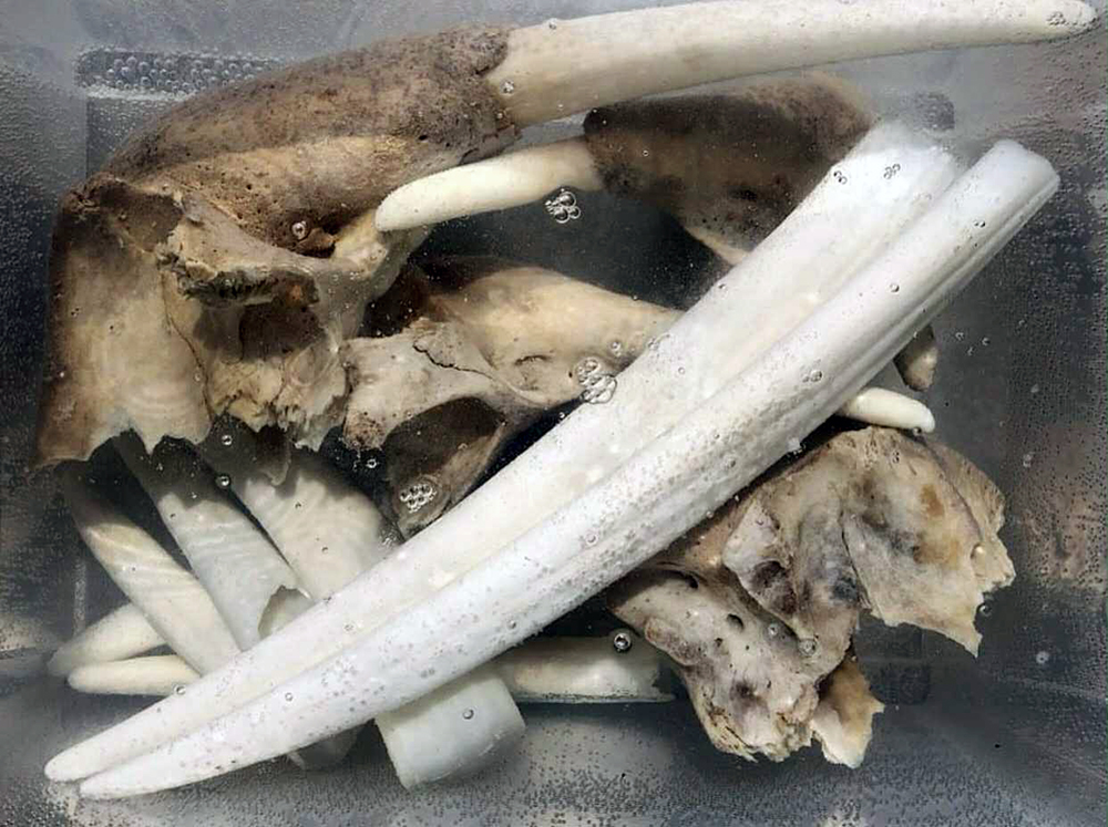 BoneSoakingHansPeterTobiassen