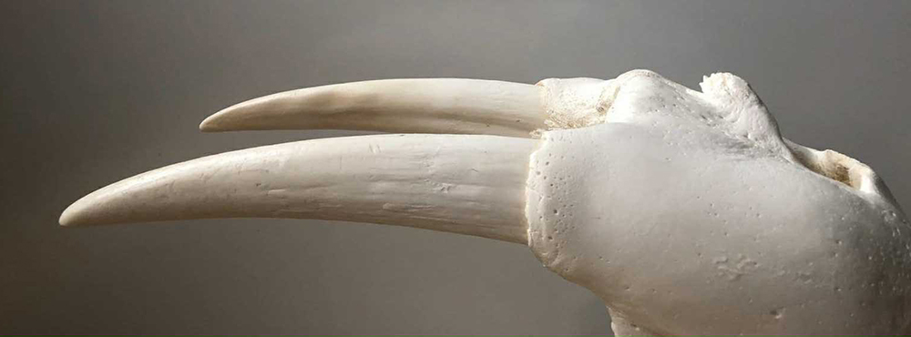 FinishedCraniumHansPeterTobiassen