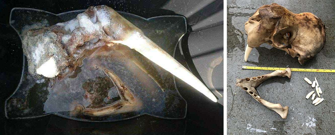 FleshSkullsHansPeterTobiassen