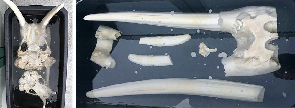 SoakingBonsHansPeterTobiassen